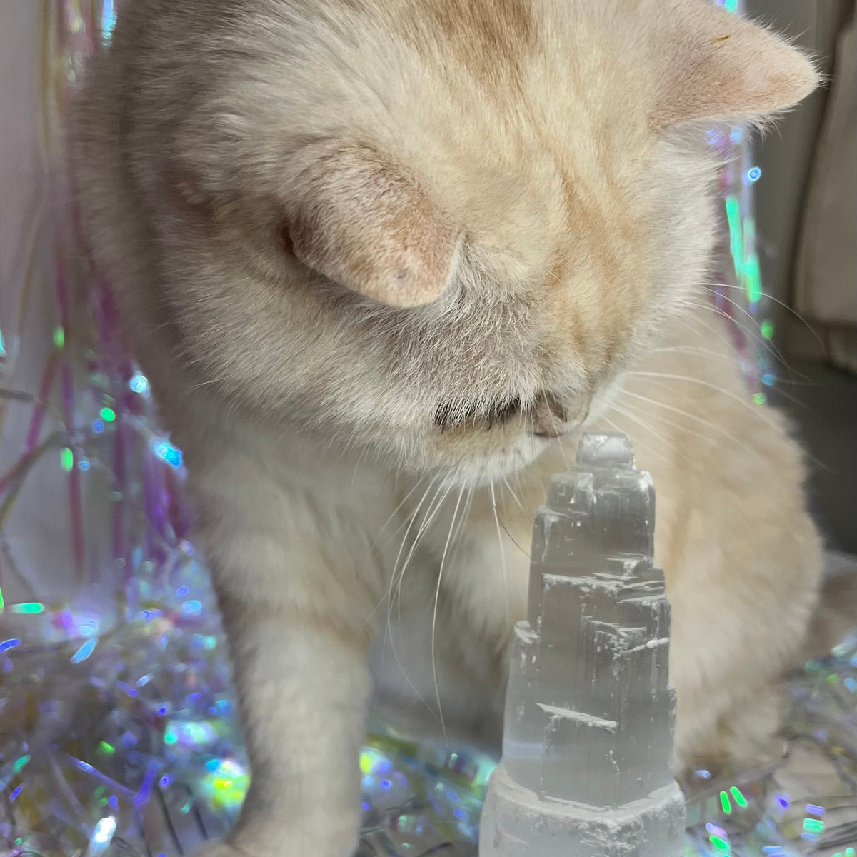 A fluffy cream-colored cat is leaning over a clear, tiered crystal structure, with iridescent tinsel lights in the background.